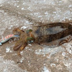 今年はアオリイカが多いのか少ないのか